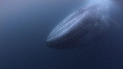 Ultra HD Animals Video Stock Footage