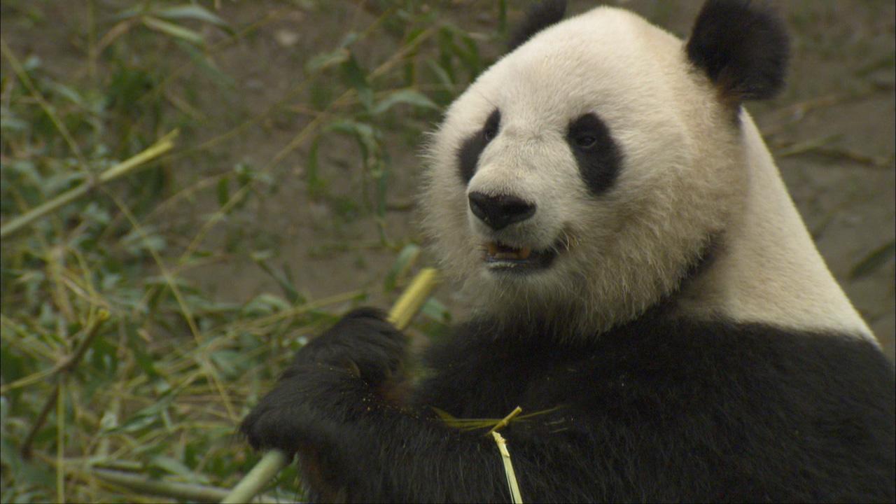 Animal Behavior Video Stock Footage