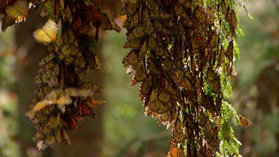 Nature Concepts Video Stock Footage