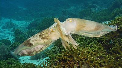 Marine Animal Behavior Video Stock Footage