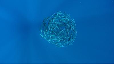 Ocean Concepts Video Stock Footage