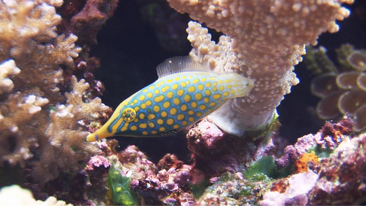 Royalty Free Ocean & Underwater Video Stock Footage