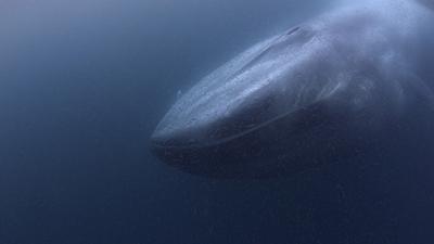 Ultra HD Underwater Video Stock Footage