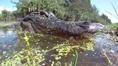 Wetland