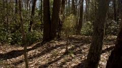 Ultra HD Time Lapse Forests