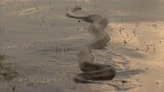 Anaconda
