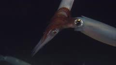 Invertebrates Mating