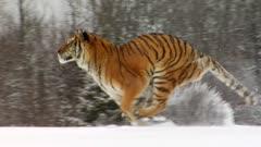 Animals Traveling
