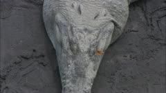 Reptiles Topside