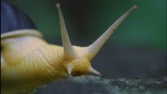 Macro