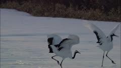 Animals Mating