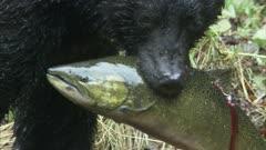 Animals Killing