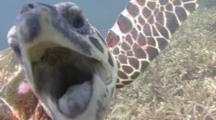 All Marine Reptiles