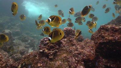 Rocky Reef