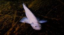 Deep Sea Fish