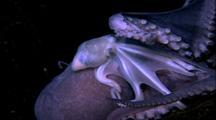 Deep Sea
