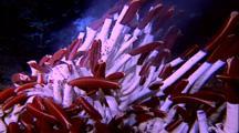 Hydrothermal Vent