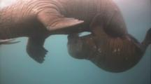 Mammals with Young