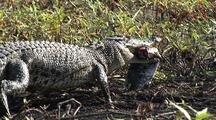 Reptiles Feeding
