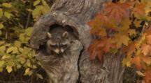 Deciduous Forest