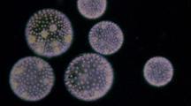 Microscope
