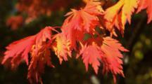 Ultra HD Fall Colors