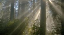Ultra HD Light Rays