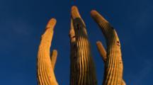 Ultra HD Desert Plants