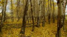 Ultra HD Forest