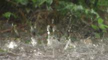 Rain