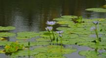Ultra HD Aquatic Plant