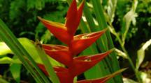 Plants 4K Video Ultra HD