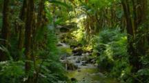 Ultra HD Forest