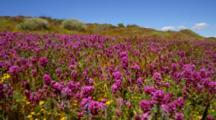 Ultra HD Flowers