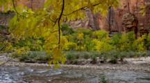 Ultra HD Deciduous Forest