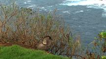 Endangered Birds