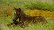 Ultra HD Animals Resting