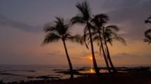 Ultra HD Palm Trees