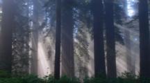 Ultra HD Coniferous Forest