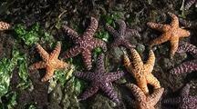 Intertidal