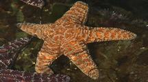 INVERTEBRATES