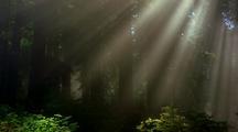 Sunbeams
