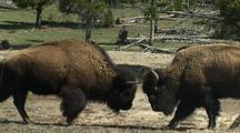 Animals Fighting