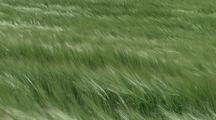 Wind