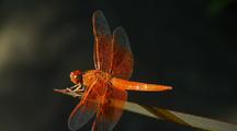 Ultra HD Insects
