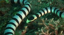 Reptiles Underwater