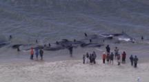 Whale Stranding/Rescue