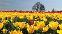 Royalty Free Video Flowers
