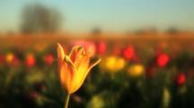 Nature Royalty Free Video