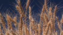Royalty Free Video Wheat